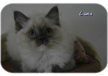 femelle blue point-mitted - 10 semaines - Chatterie Ragdolls du Val de Beauvoir